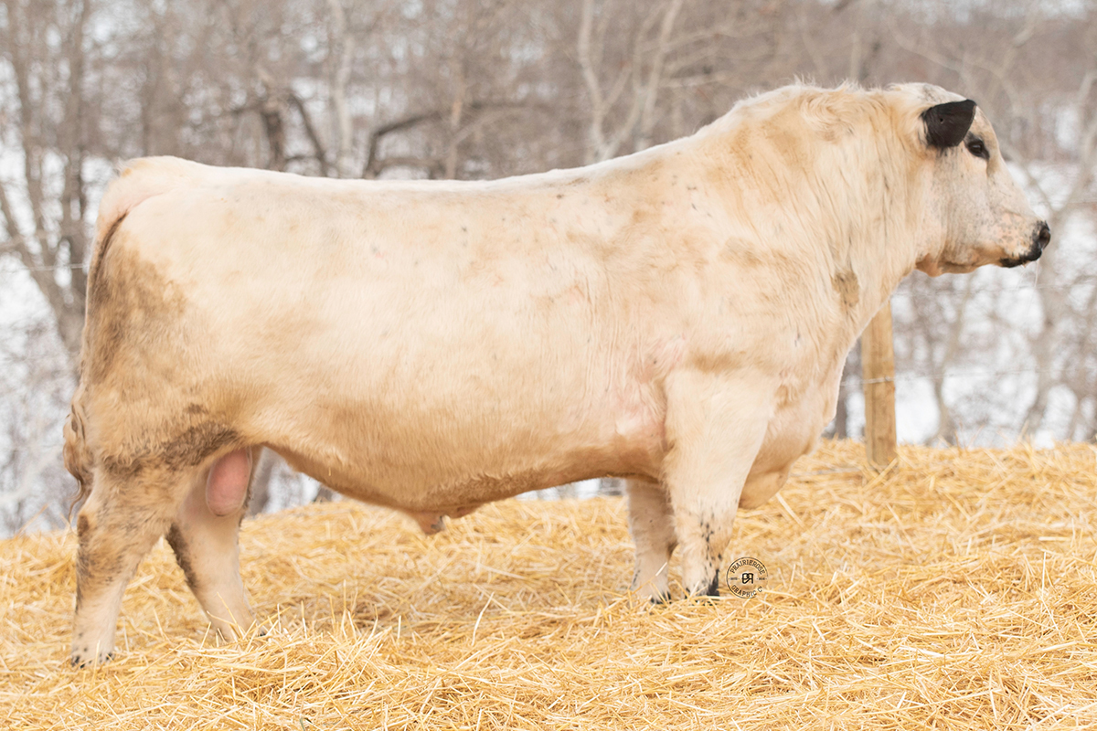 white with black points